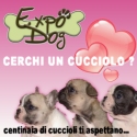 Expodog.com - Connette gli allevatori italiani a chi cerca un cucciolo